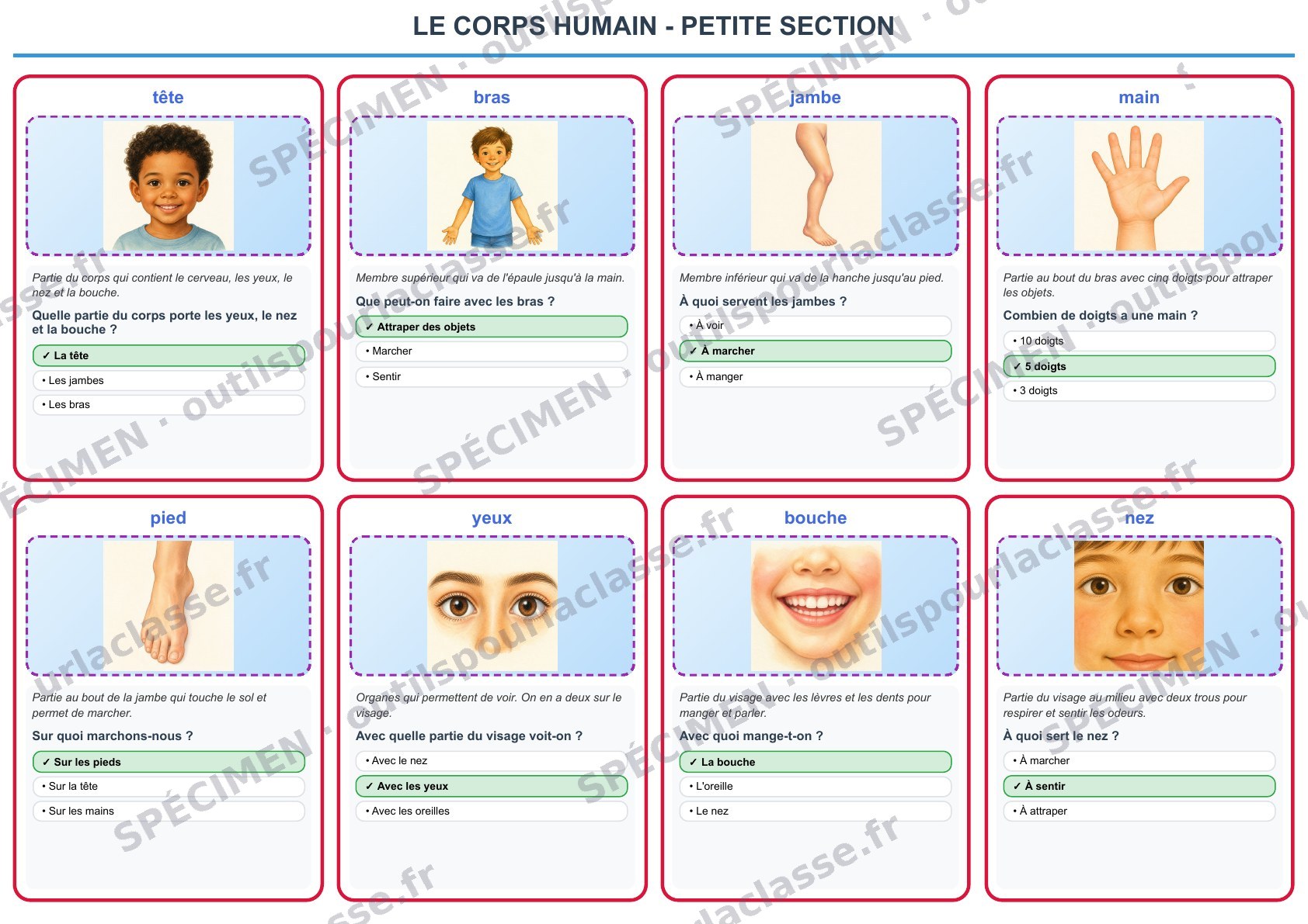 Aperçu du thème 19 : Le corps humain