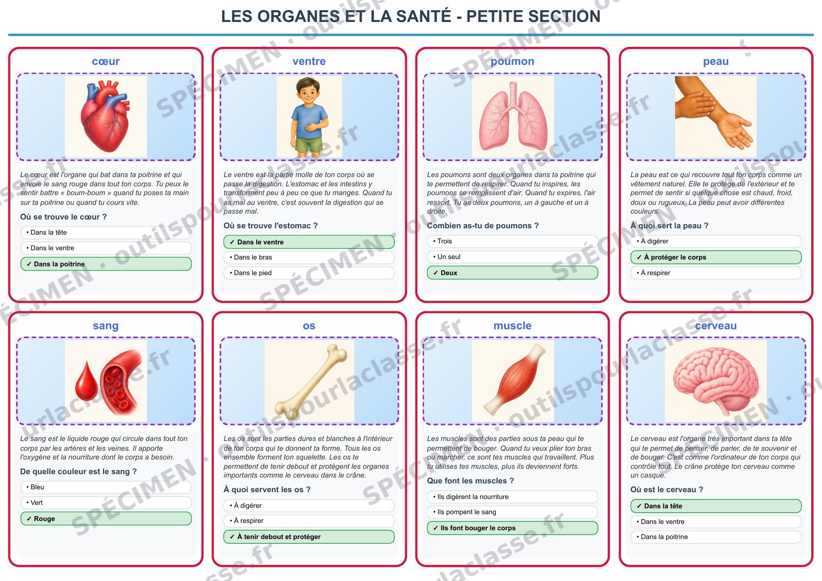 Aperçu du thème 20 : Les organes et la santé