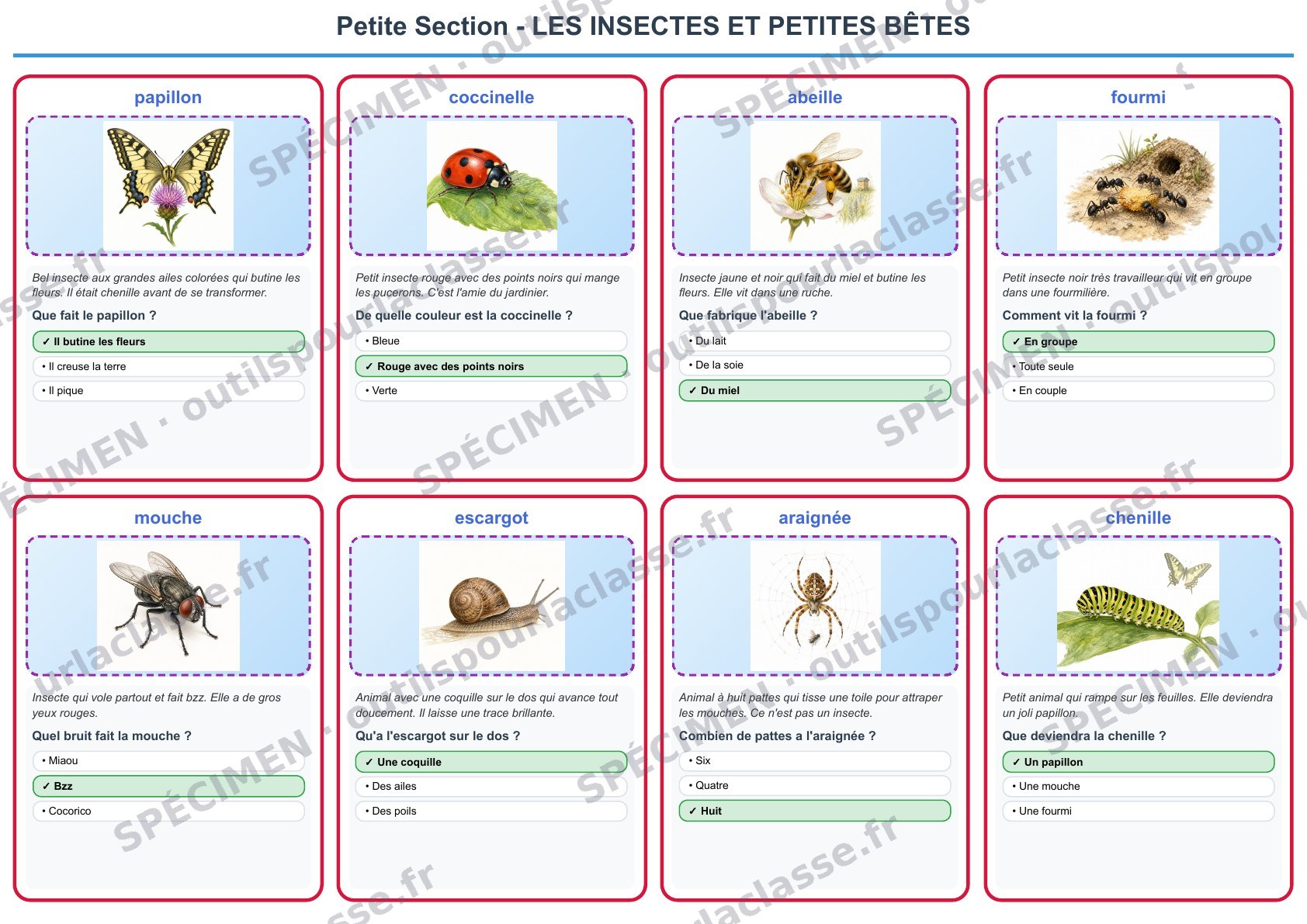 Aperçu du thème 3 : Les insectes et petites bêtes