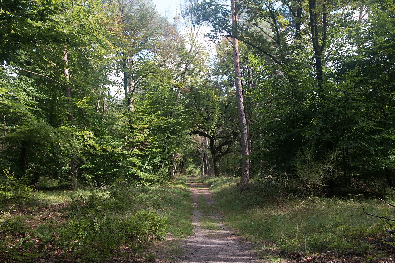 Chemin bordé de feuillus et de pins dans la forêt de Fontainebleau.