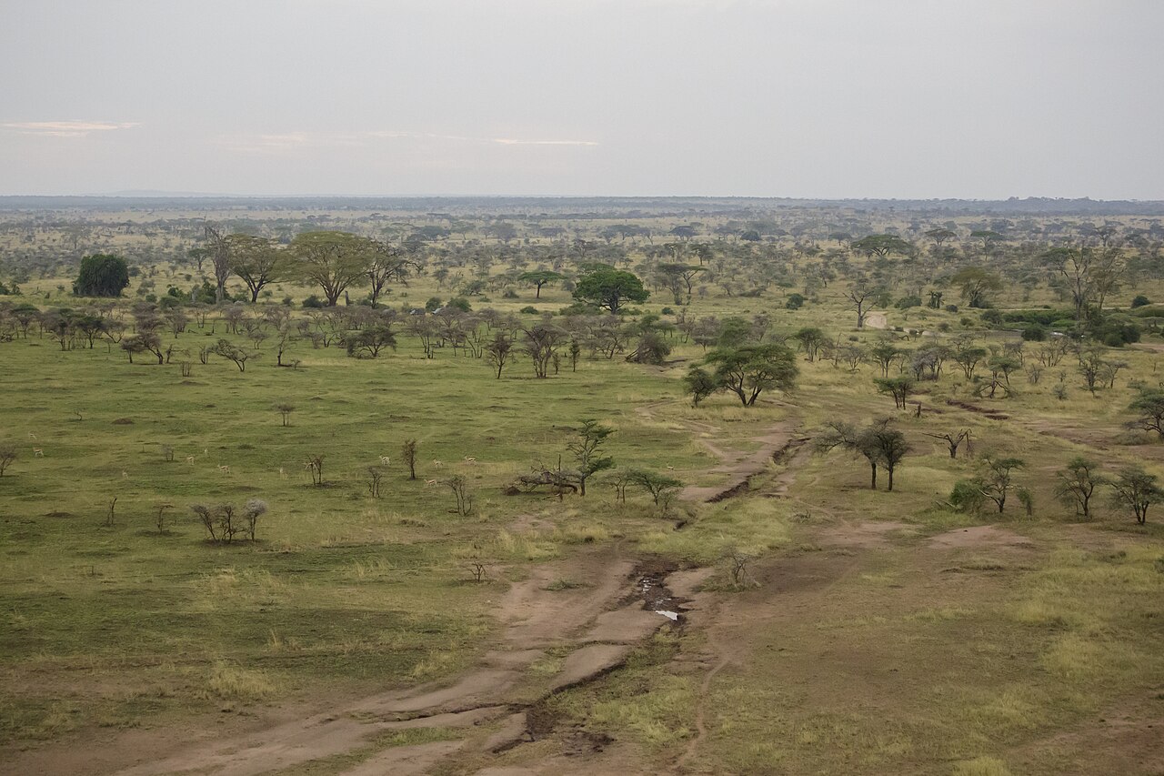 Grande étendue herbeuse ponctuée d’arbres isolés dans la savane du Serengeti.