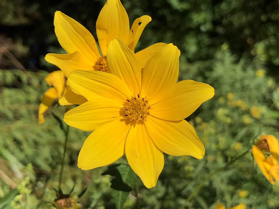 Une fleur jaune au bord d’un chemin